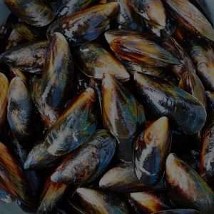 Mussels