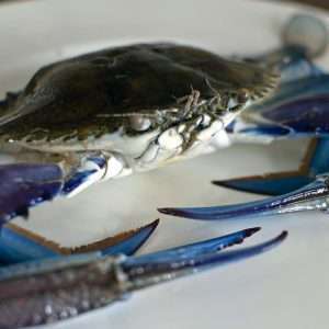 Crabs - Blue Swimmer