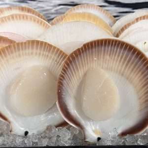 Scallops on Shell - Sashimi Grade
