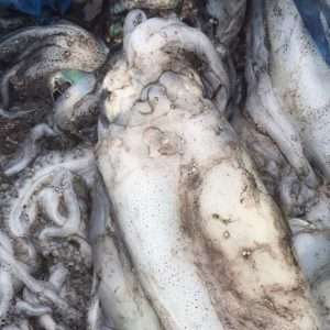Calamari (Subject to Availability)