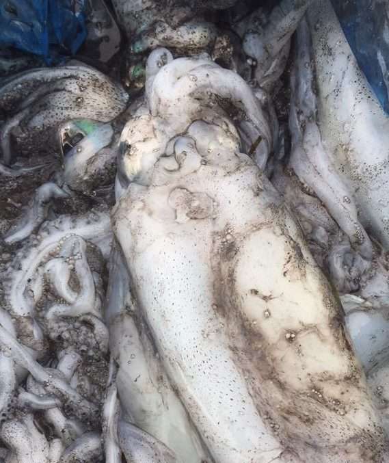Calamari (Subject to Availability)