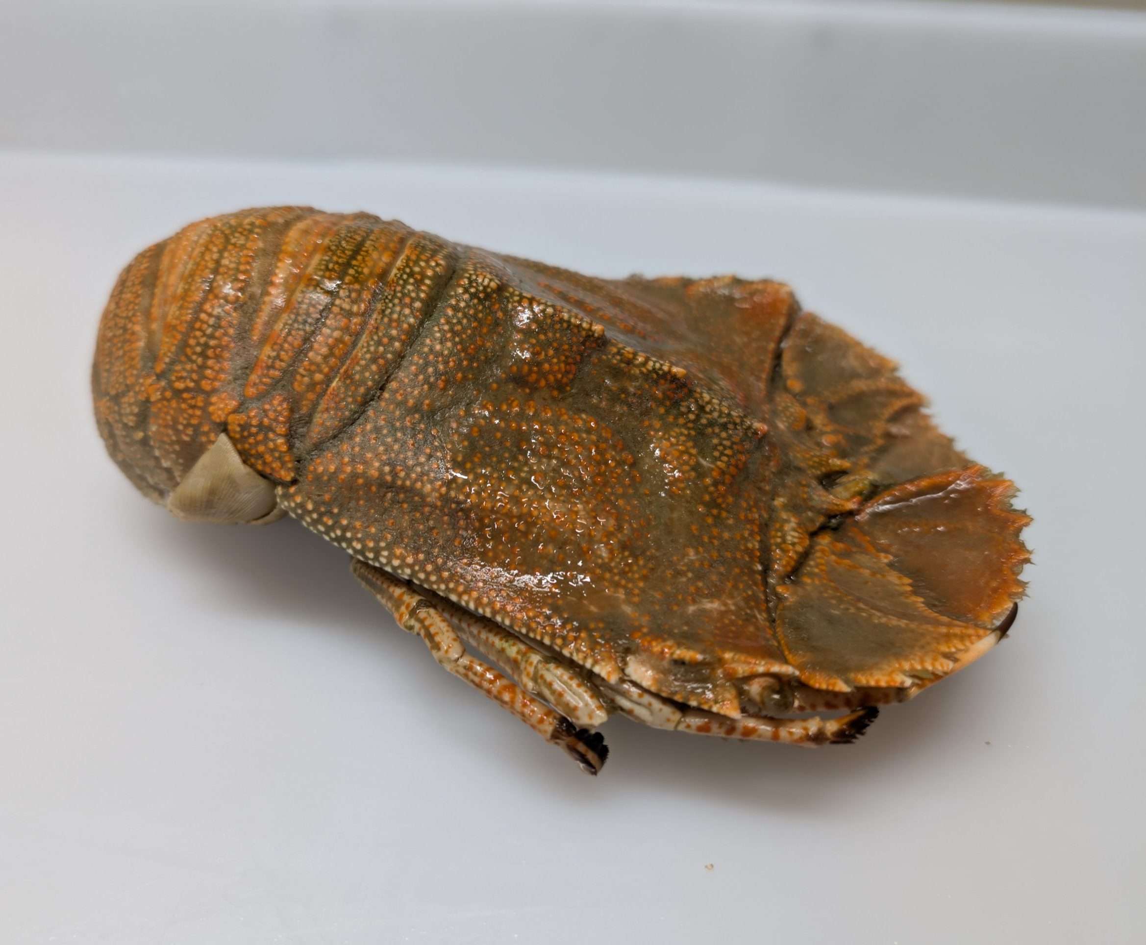 Bugs XL - Cooked Frozen