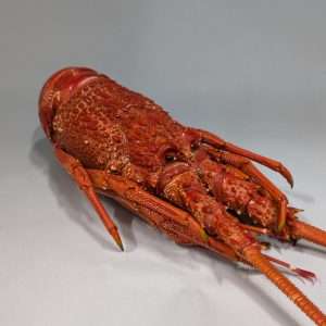 Crayfish Steamed - 1kg to 1.3kg