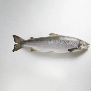 Salmon Tasmanian Atlantic - Whole (3-4kg)