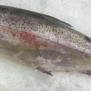 Ocean Trout Whole (3-4kg)