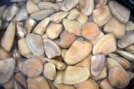 Pippies 500g Pack